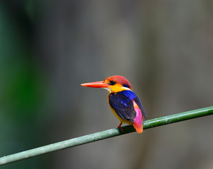 Colorful Kingfisher bird, Black-backed Kingfisher (Ceyx erithacus), side profile