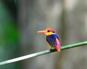 Colorful Kingfisher bird, Black-backed Kingfisher (Ceyx erithacus), side profile