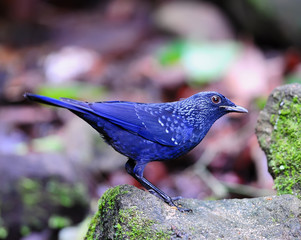Blue Whistling Thrush Bird (Myophonus caeruleus)