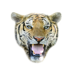 Portrait of Amur Tigers, isolated on white background