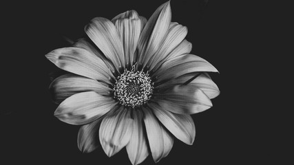 Black and White Flower 