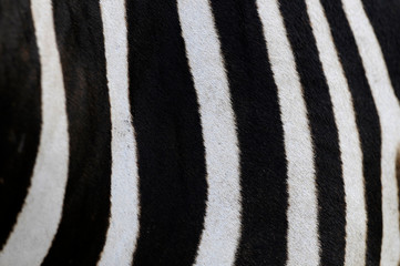 Fototapeta na wymiar zebra wool, may use as background