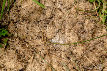 Close-up of fresh horse manure. horse poo. Texture of the manure on the grass.