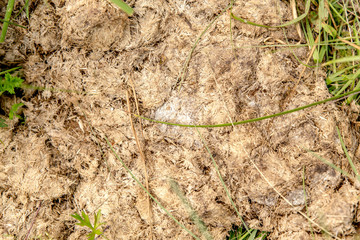 Close-up of fresh horse manure. horse poo. Texture of the manure on the grass.