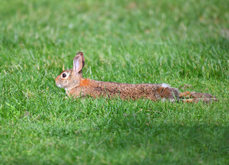 close up on wild rabbit crawl on the lawn