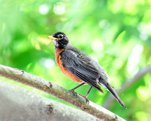 American robin bird standing on tree branch