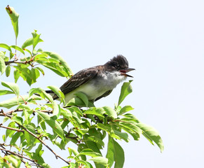 eastern kingbird standing on tree branch