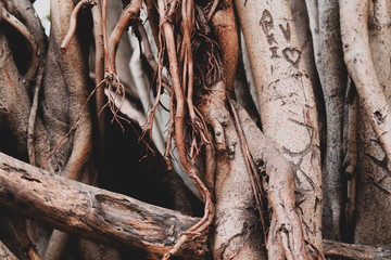 Tree ( love tree)