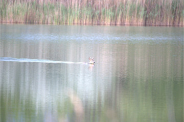 Rehbock schwimmt über den See