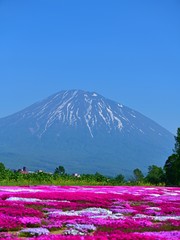 羊蹄山と満開の芝桜のコラボ情景＠北海道