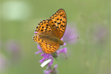 Grosser Perlmutterfalter