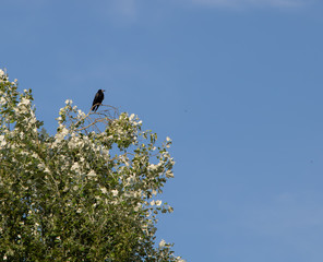 A crow stands at the top of a tree