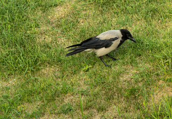 A crow sitting in the grass in the park