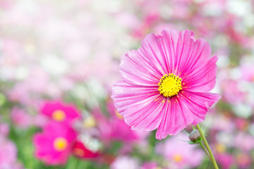 Fototapeta premium Flower
