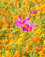 Fototapeta premium Flower