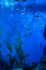 Fototapeta na wymiar aquarium in thailand , sea creatures 