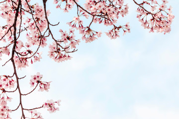 Beautiful cherry blossom in springtime over blue sky.