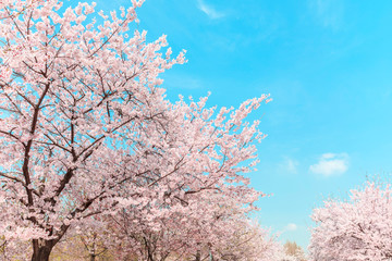 Beautiful cherry blossom in springtime over blue sky.