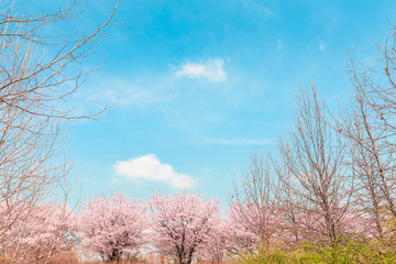 Beautiful cherry blossom in springtime over blue sky.