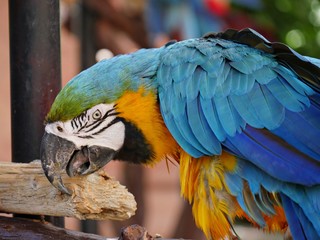 Close up of a colorful parrot pecking on wood