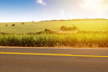 sugarcane plantation with blue sky in the background and the road in front on a sunny day