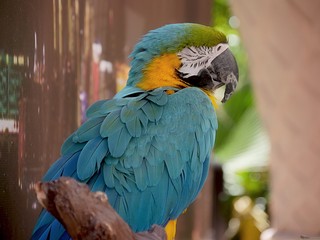 Side view of a parrot perched on a piece of wood