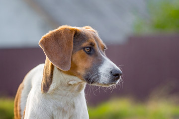 Dog breeds Estonian hound, portrait close-up in profile_