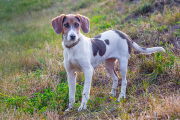 Dog breeds Estonian hound stands on the grass_