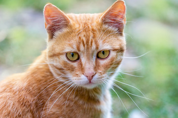 Orange cat with a clear look close-up_