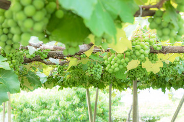 (山梨県-風景)勝沼ぶどう園９
