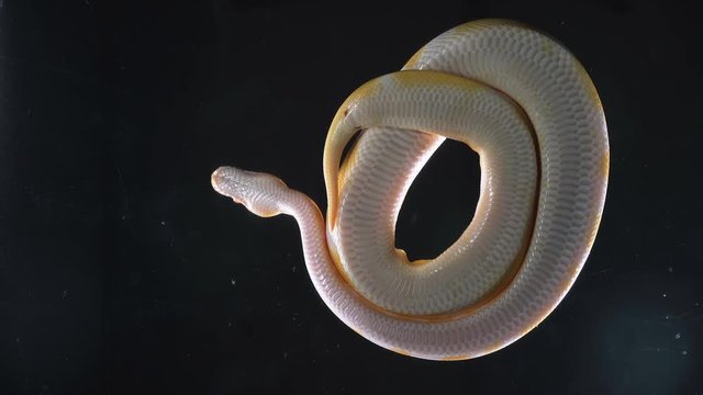 Footage of albino phyton, camera rushed down