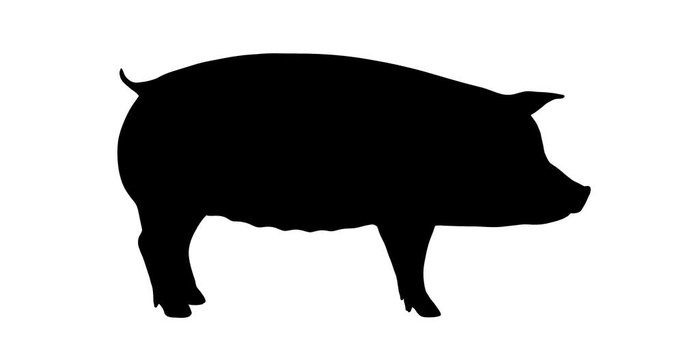 Pig silhouette. Turntable animation.