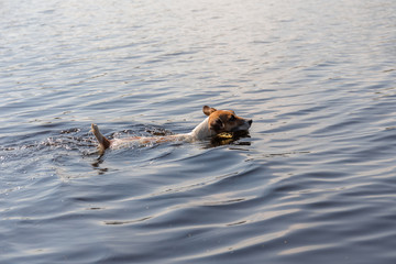 Jack Russell Terrier swims