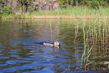 dog on the lake