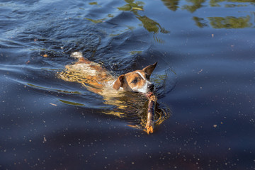 dog with a wooden stick in his teeth