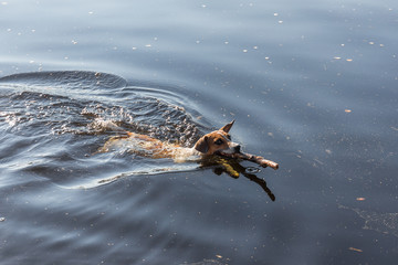 dog training in water