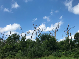 tree and blue sky