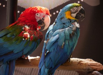 Medium close up of two parrots, back side view