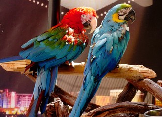 Full back side view of two colorful parrots, soft background