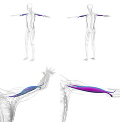 Obraz na płótnie Canvas 3d rendering illustration of violet and blue biceps muscle x-ray collection
