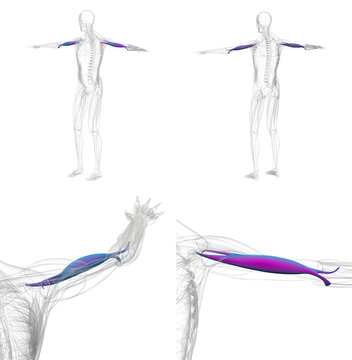 3d rendering illustration of violet and blue biceps muscle x-ray collection