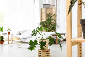 Fototapeta na wymiar Bedroom interior with indoor plants. Trendy home decor