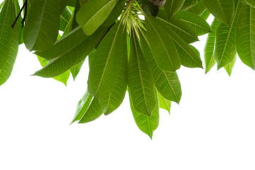 Dry leaf Used to props in various ads.