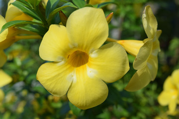 Yellow flower