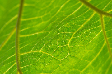 Recognizable people or property