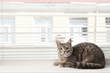 Cute tabby cat near window blinds on sill indoors, space for text