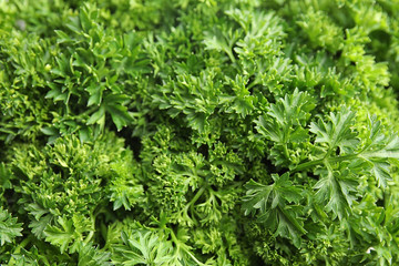 Fresh green organic parsley as background, closeup