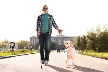Guide dog helping blind person with long cane walking outdoors