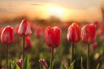 Field with fresh beautiful tulips. Blooming flowers