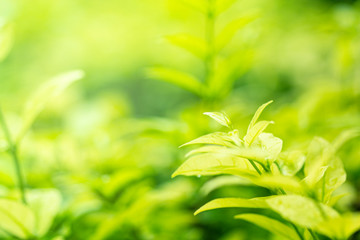 Closeup nature view of green leaf on bturred greenery 